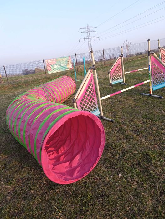 Behawiorysta, zoopsycholog, trener psów