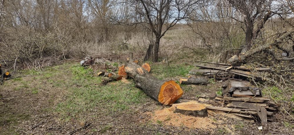 Зпилювання дерев, обрізка дерев