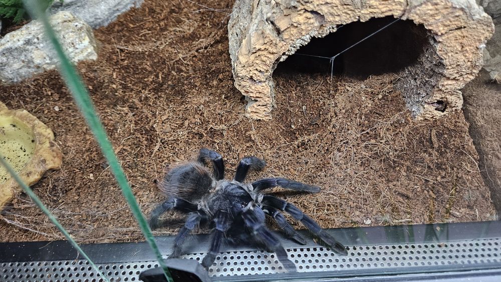Pterinopelma Sazimai Samica 6,5DC