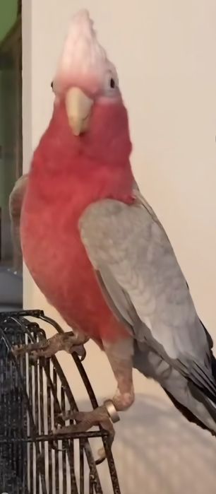 Catatua Galah meiga