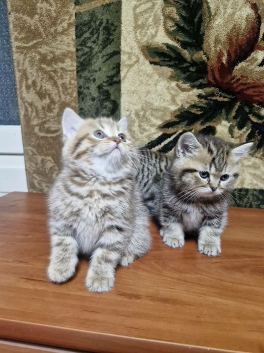 Продам шотландської породи котинят