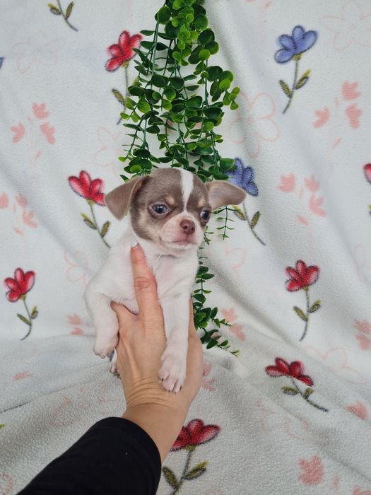 Excelente menina mini Chihuahua/Chiuaua de Qualidade,LinhagemRussa