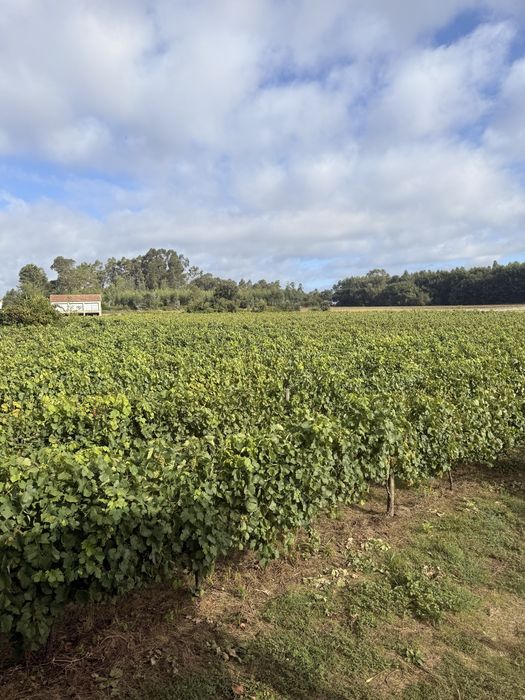 Uvas para vinho, loureiro e arinto