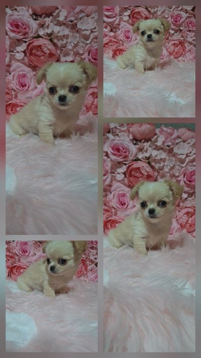 Чарівні малята чіхуахуа. Коббі тип.