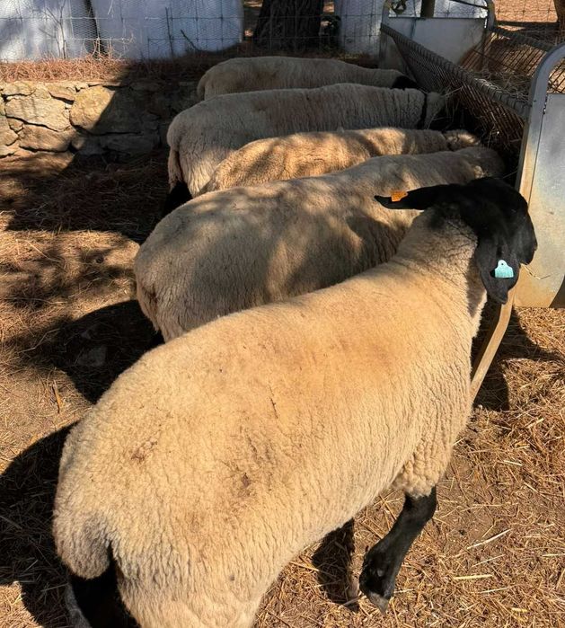 Ovelhas Suffolk com certificado