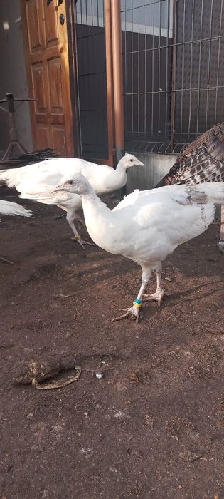 Paw szmaragdowy, samica z maja tego roku