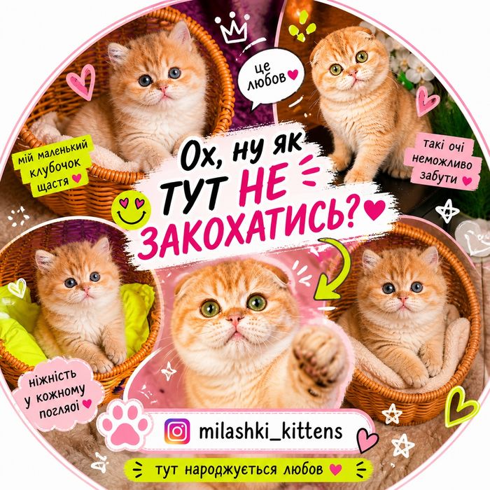 Кошенятко твоєї мрії тут! Золота шиншила.