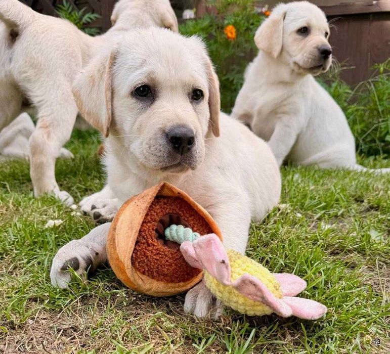 szczeniaki Labrador Retriever rodowód ZKwP/FCI