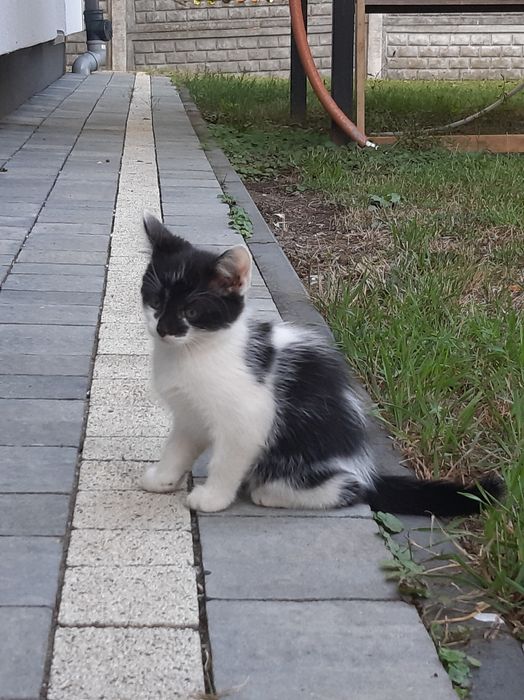 Oddam kociczkę w dobre ręce