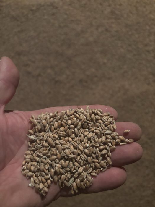 Pszenica ozima zbiór 2025