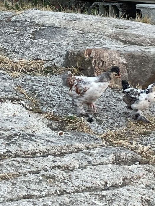 Casal de pintos belgian Barbu d'uccle