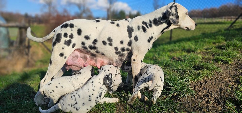 Dalmatyńczyk szczeniak