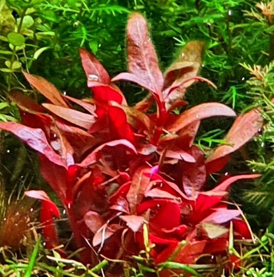 Alternanthera reinecki mini