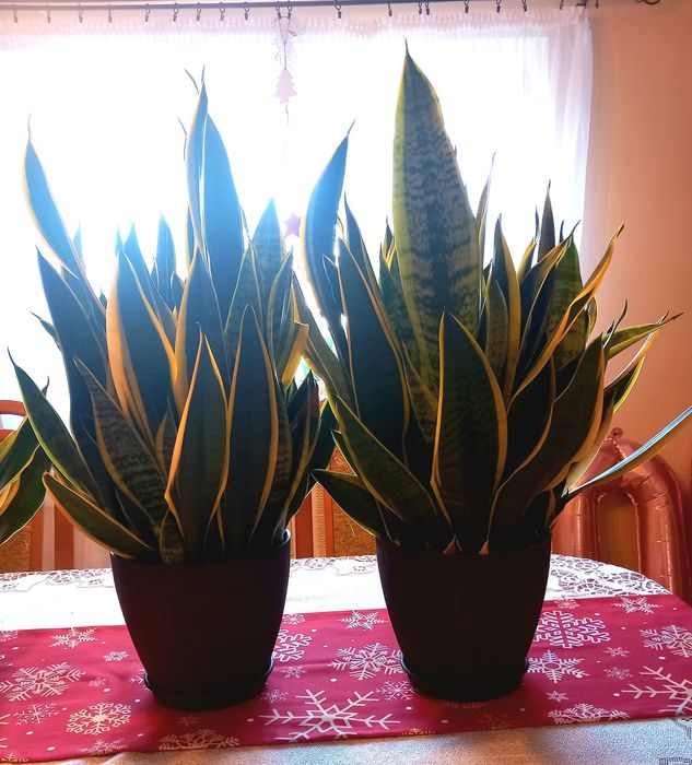 Sansevieria,  języki teściowej