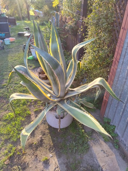 Agawa olbrzym w paski sprzedam