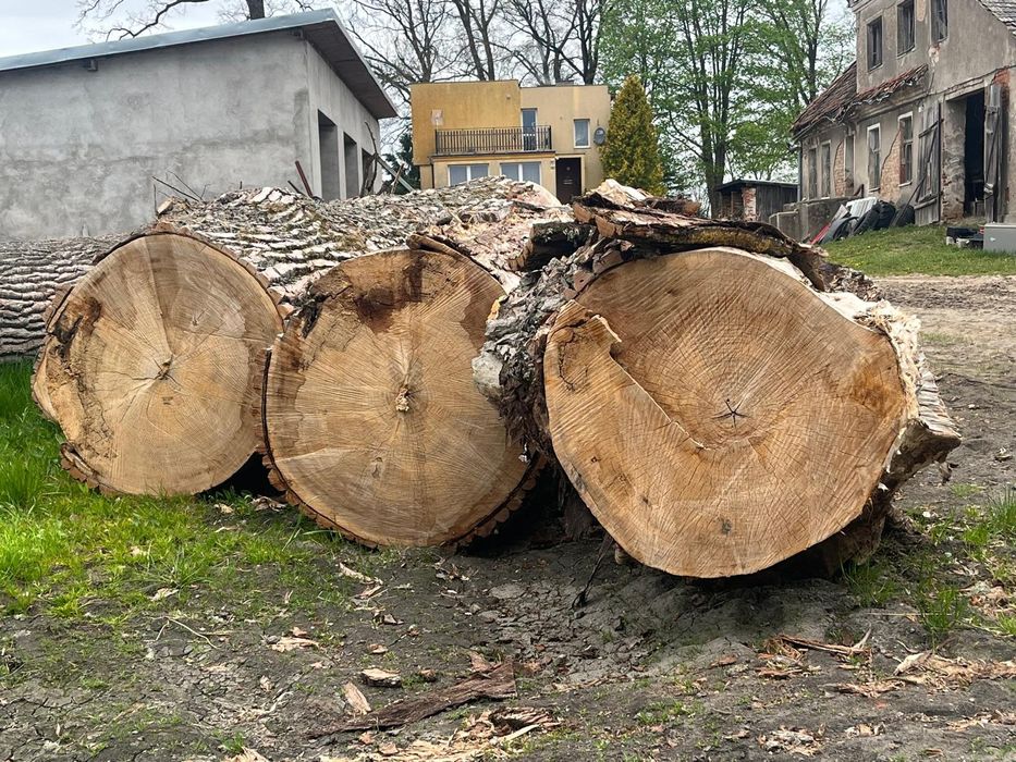 Topola - bardzo grube pnie, bele tartaczne, kłody