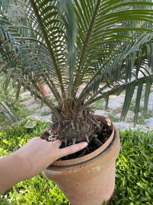 Planta Sika - estilo palmeira de cresimento lento