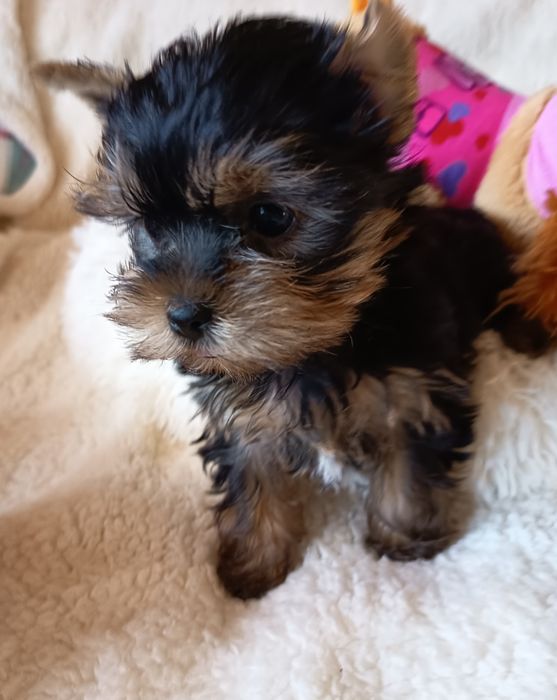 York suczka na kolana xxs