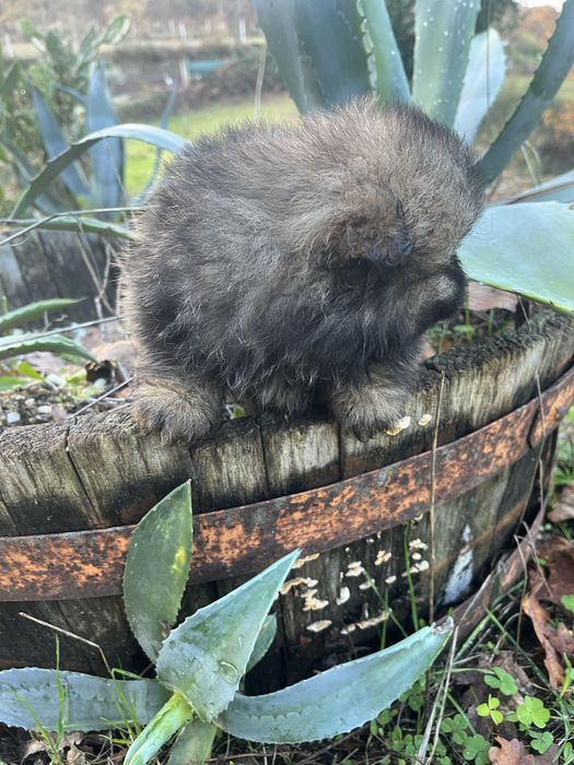 Menino spitz alemao anao