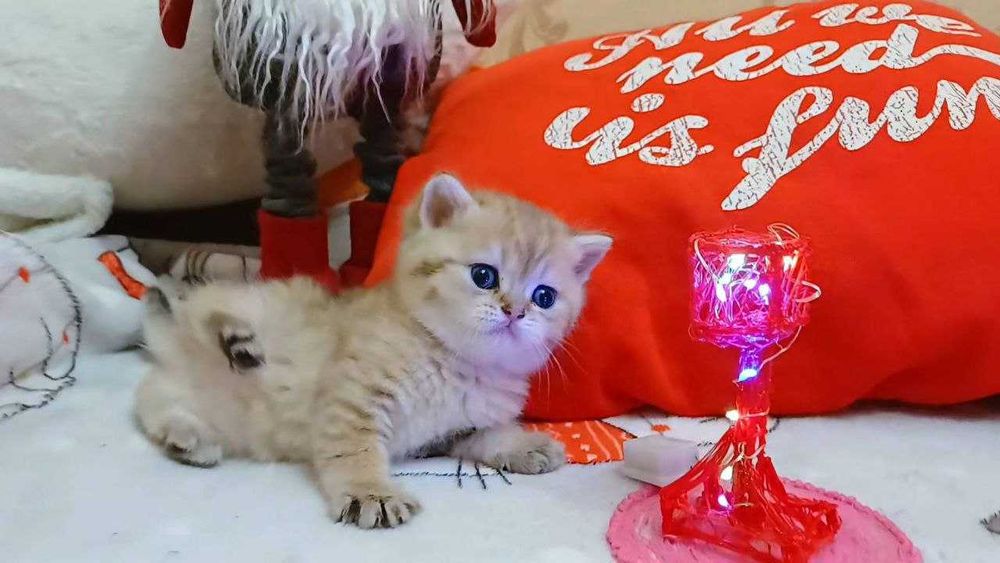 Породні кошенята - чистокровні шиншилки