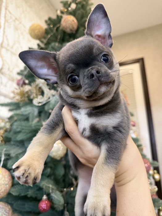 Цуценята чіхуахуа, стандарт