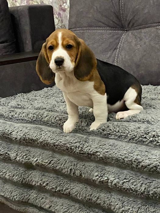 Бігль готові до переїзду до нової родини