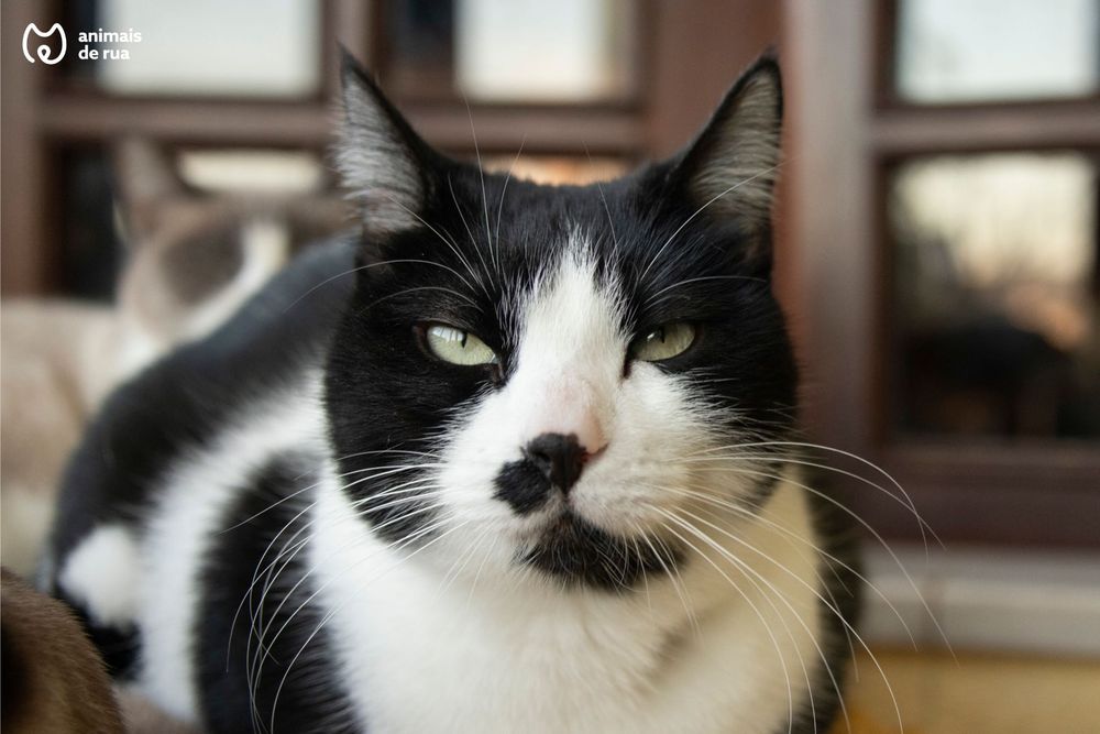 Milka | Para Adoção