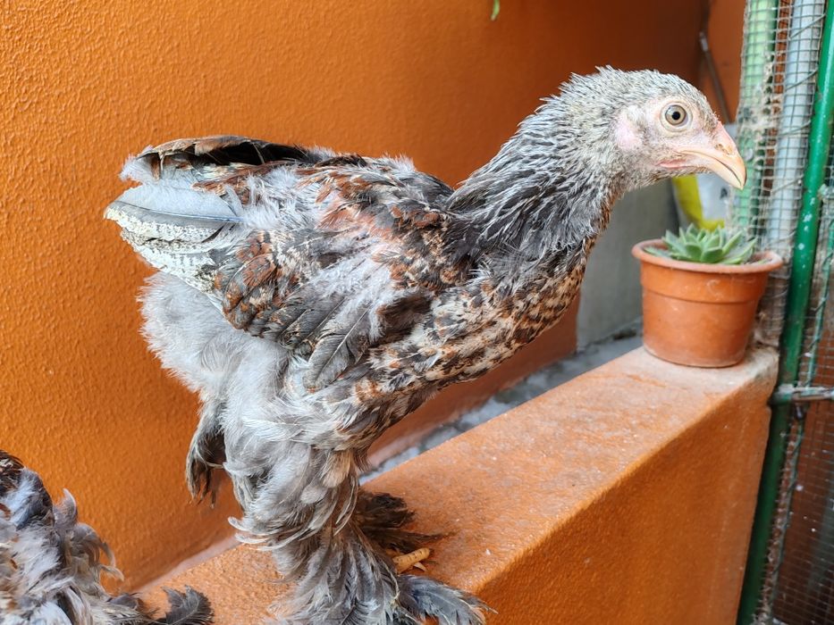 Galos Brahmas juvenis 26