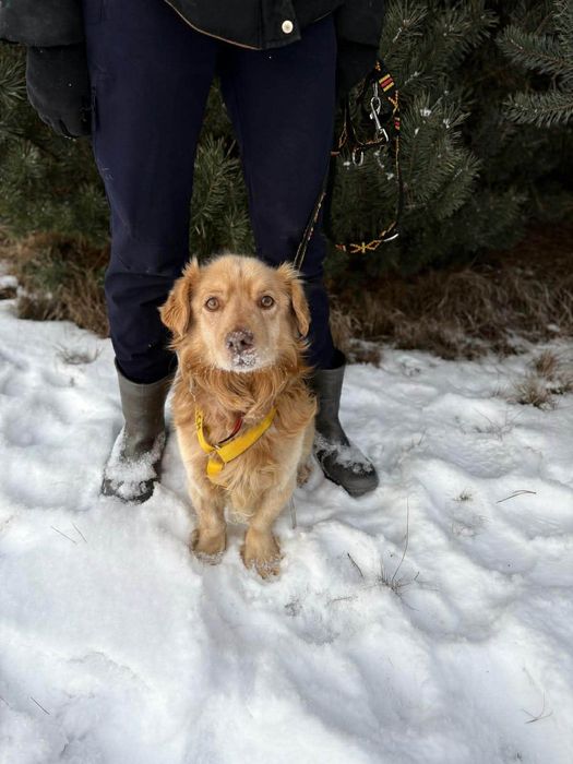 Piękny Pinio ,szuka domu.