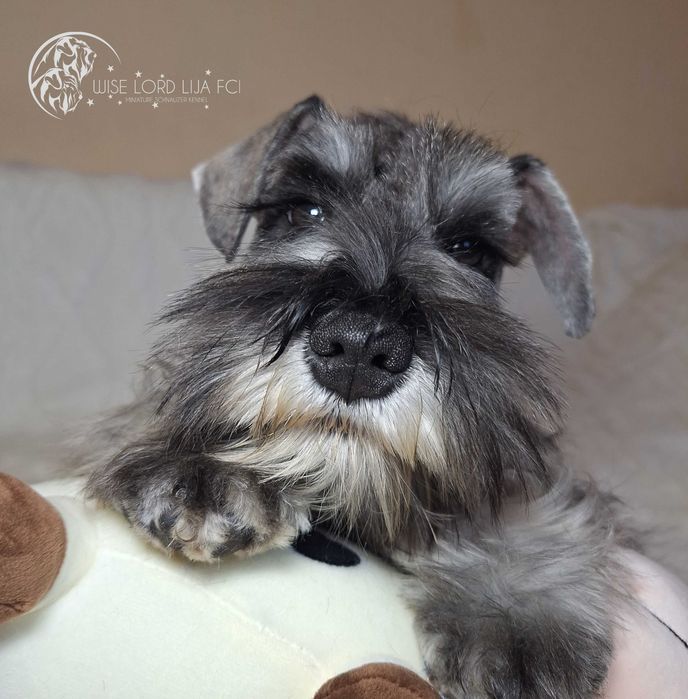 Sznaucer miniaturowy pieprz i sól rodowód FCI/ZKwP