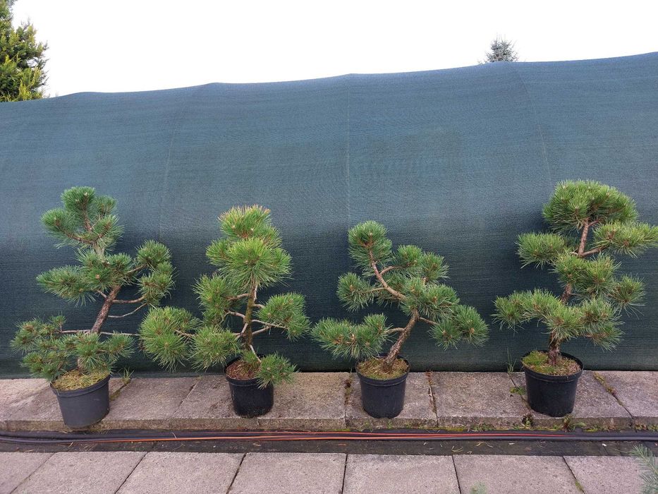 Bonsai, niwaki - Sosna, Jałowiec, Cis, Cyprysik, Szkółka krzewów