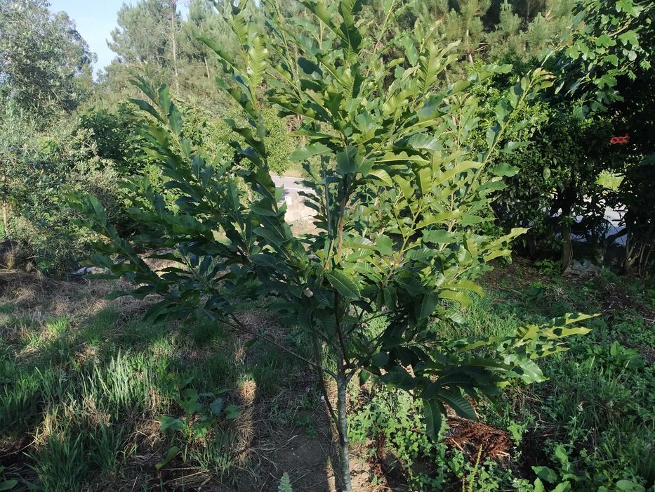 Terreno com 3700m2 na Rua do Marco, Feteira, Pombal