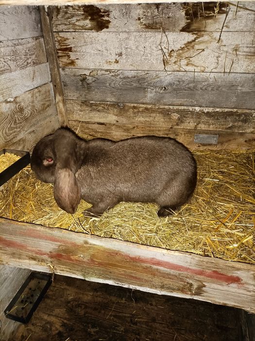 Sprzedam samice barany francuskie