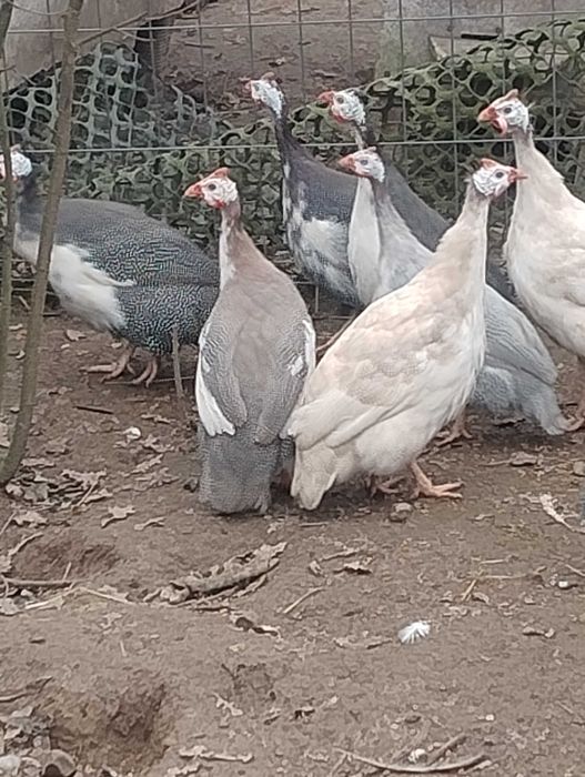 Perliczka Perliki Perliczki