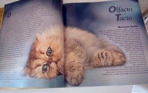 Lata Royal Canin - Gatos - Limited Edition - ÚLTIMOS DIAS+ Livro