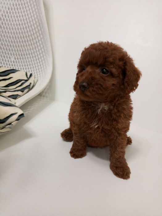 Той- Пуделя хорошої якості!