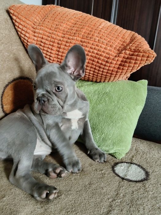 Buldog francuski sunia niebieska by