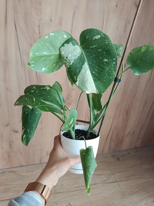 Monstera thai constelation noid