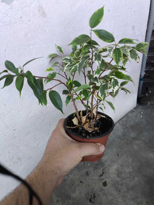 Фікус бенджаміна мікс два види.