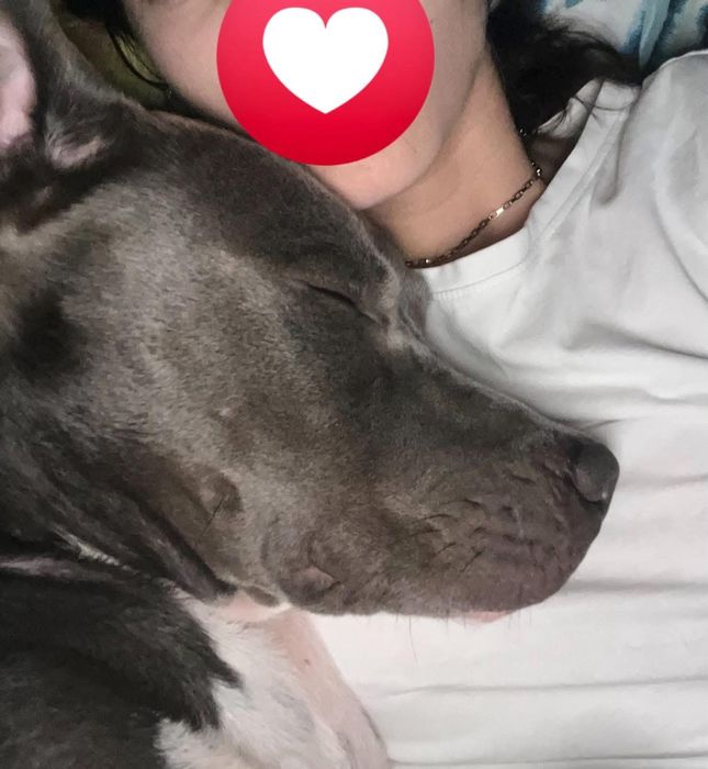 Adoção Responsável