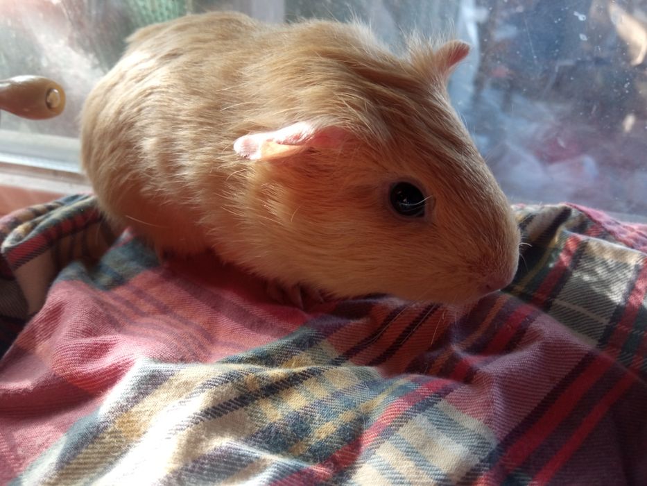 Морская свинка, мальчик, 2.5 месяца