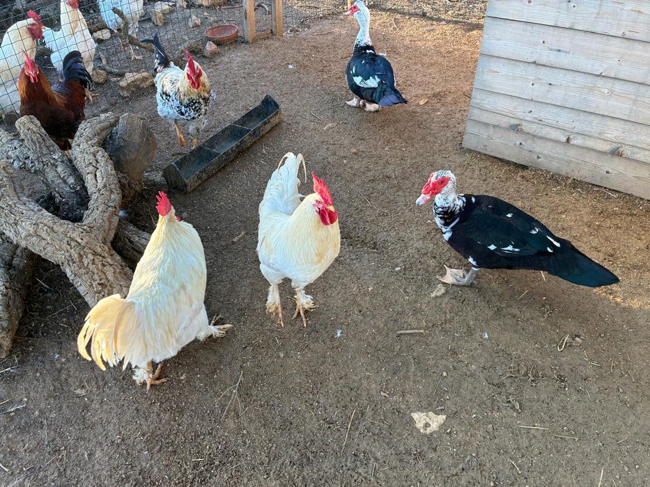 Galos adultos e patos machos