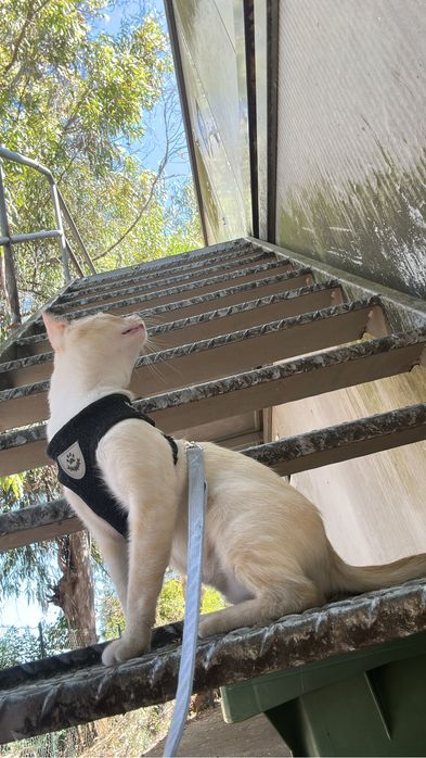 Pet Sitting – Cuido do seu animal com carinho
