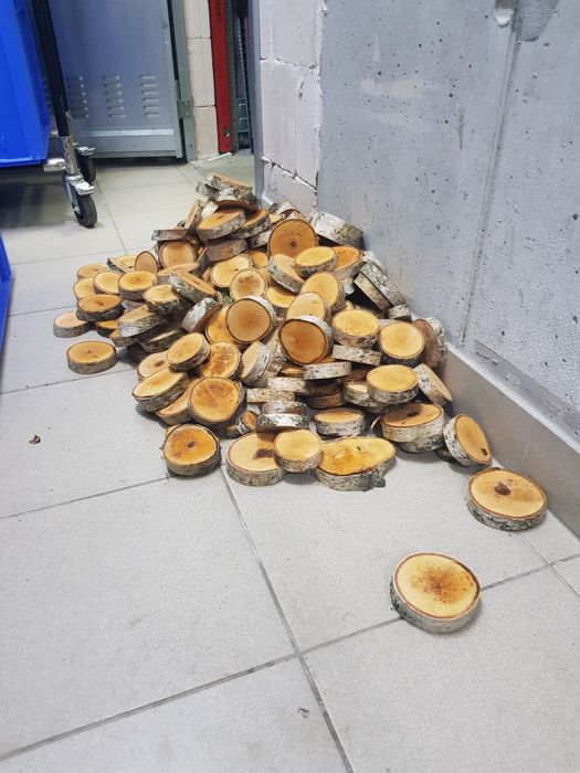 Brzoza krążki średnica +/- 10cm