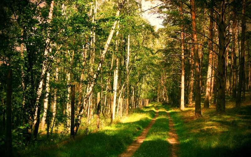 Старі Петрівці,  продаж ділянки під забудову