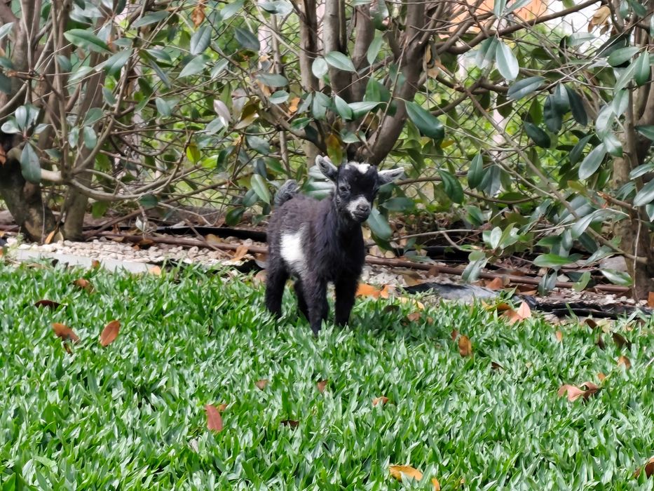 Cabras anãs, super dóceis