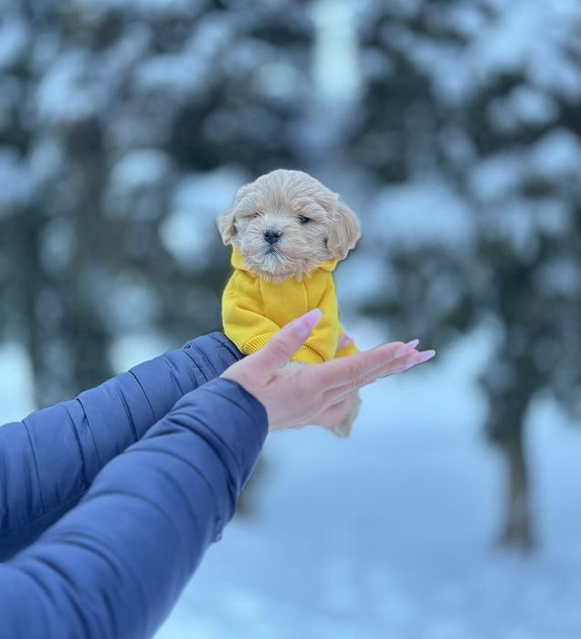 Супер міні. Мальтіпу хлопчики і дівчатка, міні і з мікро. ,'