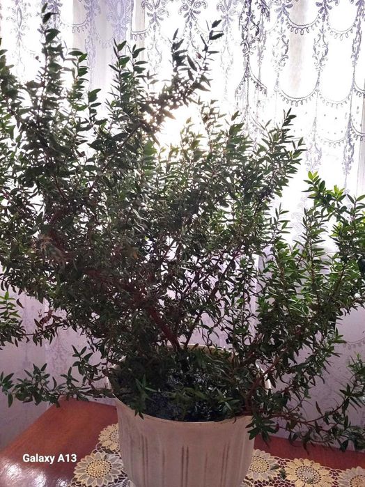 Продам вазон МИРТ