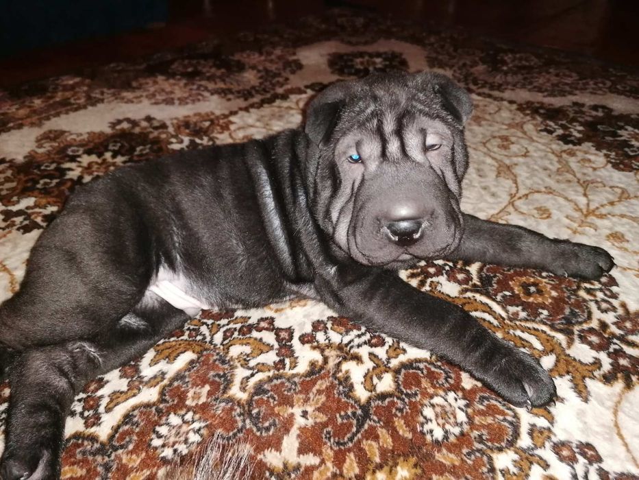 Вязка собак , черный шарпей