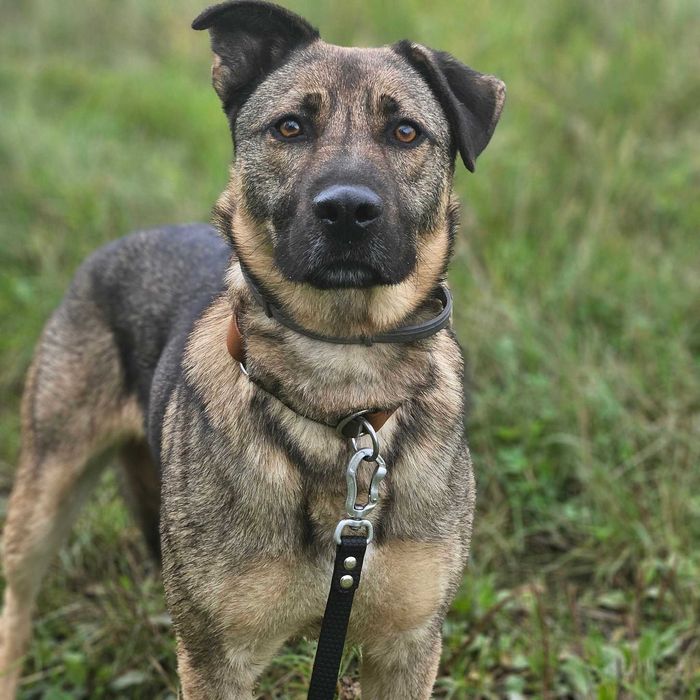 BREGO - piękny, młody, mądry pies